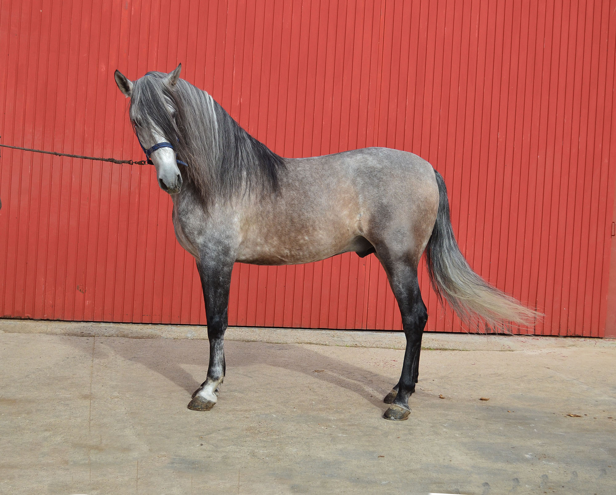 Caballo en Venta